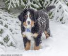 Bernese dağ köpeği köpek yavrusu
